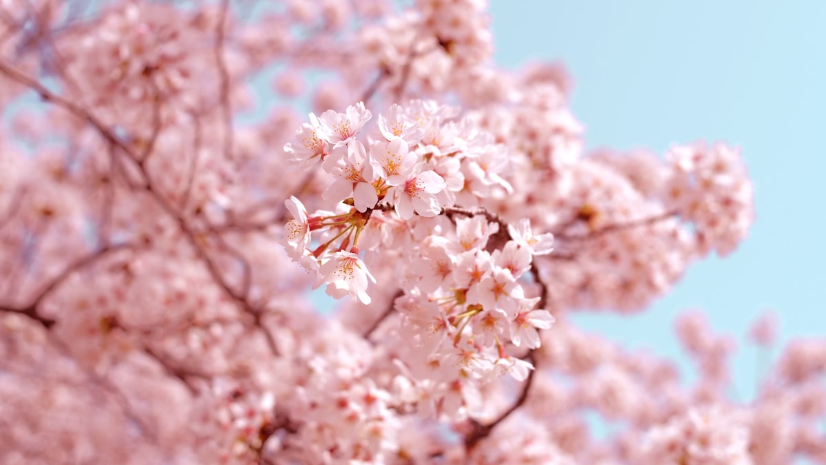 Japan Cherry Blossom Guide