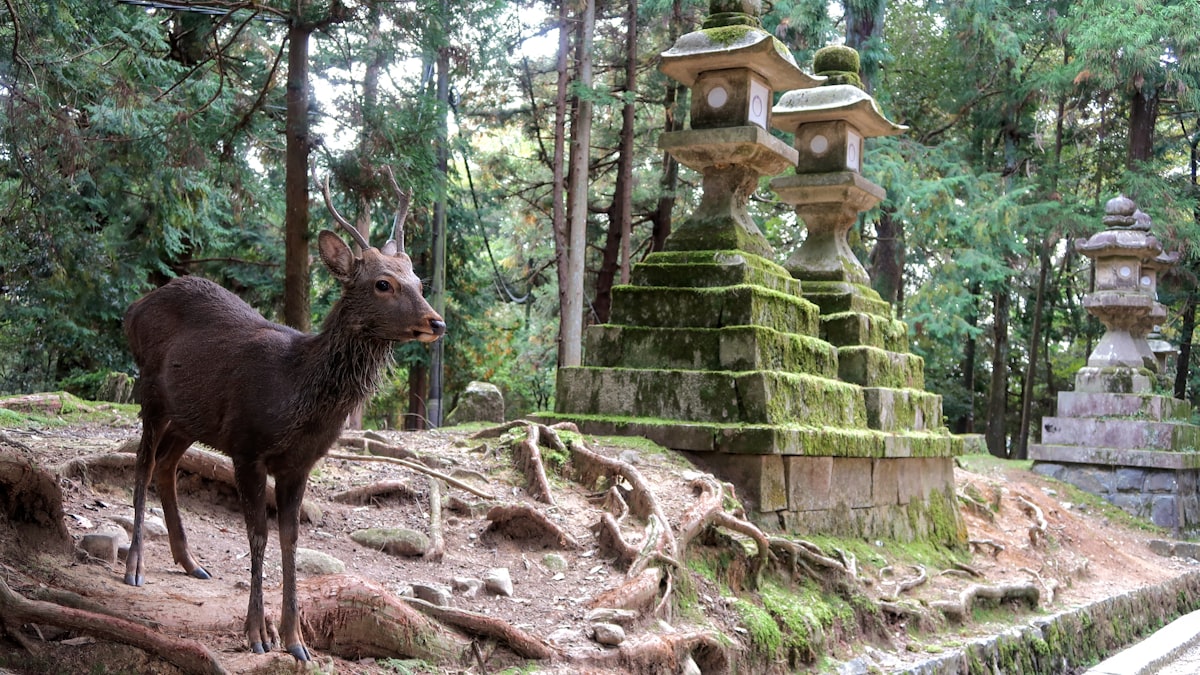 Nara Day Trip