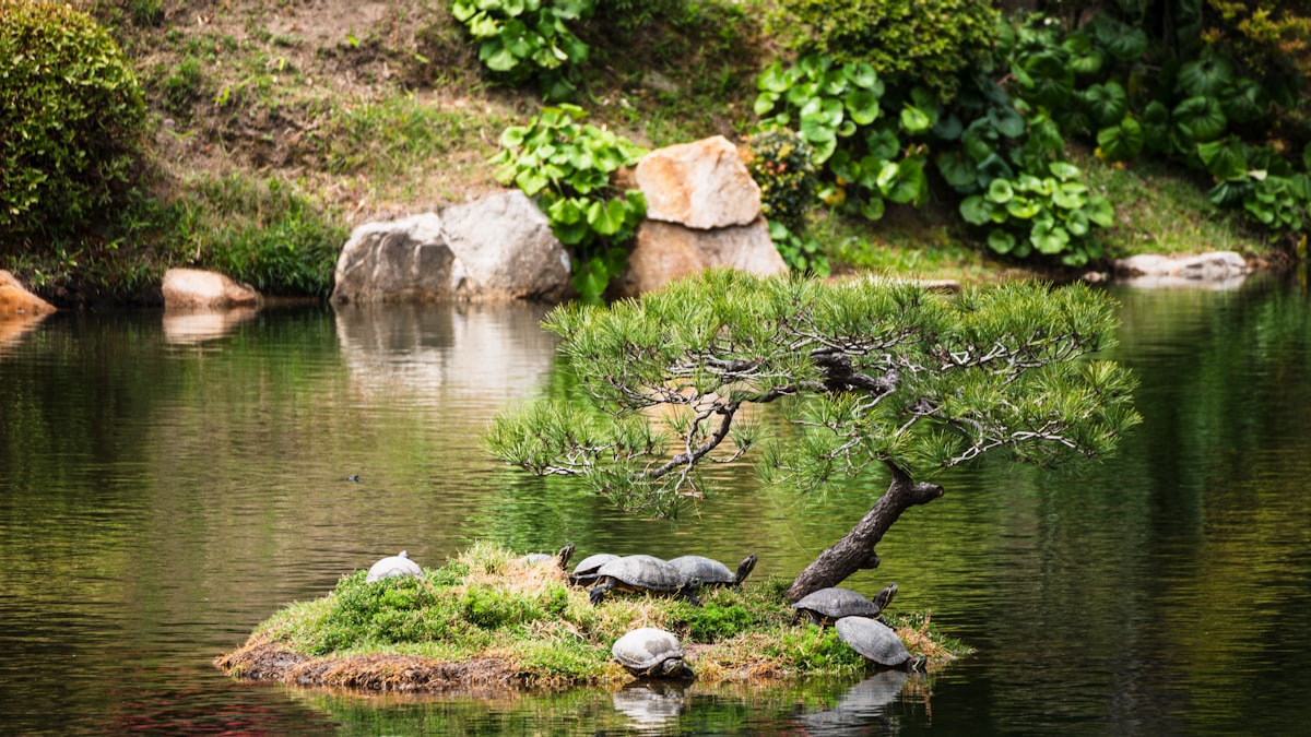 Japanese Gardens: The Most Beautiful to Visit & How to Enjoy Them