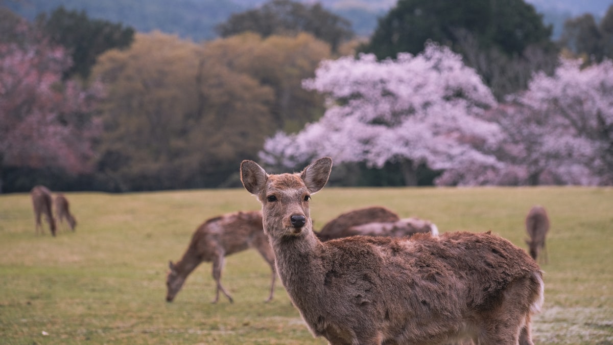 Best Day Trips from Kyoto
