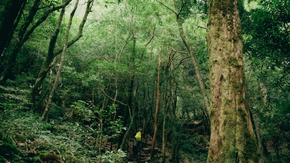 Kumano Kodo
